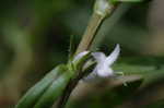 Virginia buttonweed